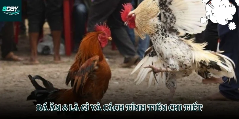Nền tảng vững chắc về đá ăn 8 là gì