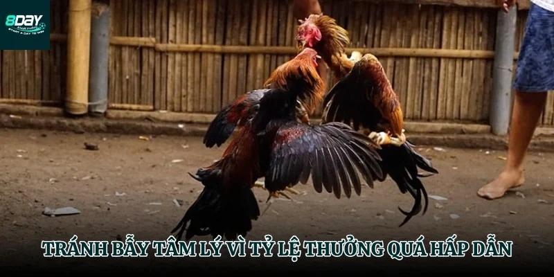 Sai lầm tư duy thường gặp trong kèo
